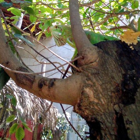 Maria Teresa Bragança Pousada Jijoca de Jericoacoara Exterior foto